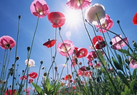 Pink poppies in sunlight