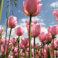 Pink tulips