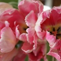 Pink parrot tulips