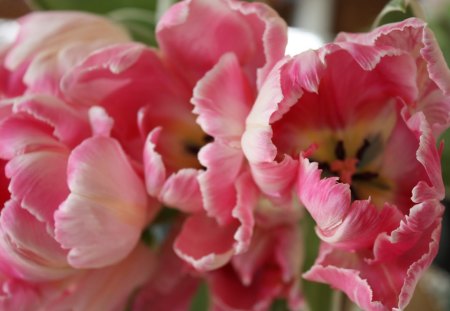 Pink parrot tulips - tulips, pink, flowers, bouquet, spring