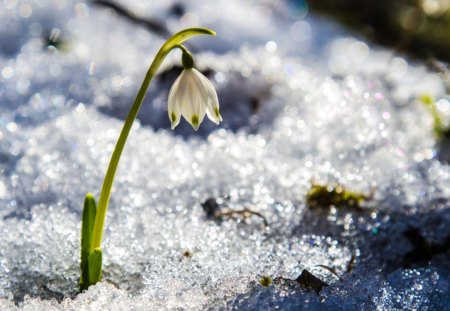 Breaching the Snow - flowers, Breaching, Snow, snowdrop