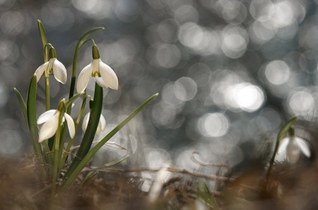 Smowdrops - flowers, snowdrops, spring, light