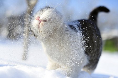 I shake the winter of me - pet, domestic, snow, shake, cat