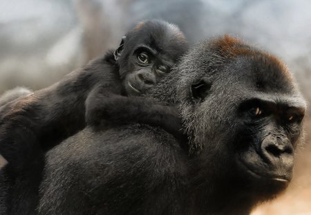 True love - youngster, adorable, baby, gorilla, monkey, cute, ape