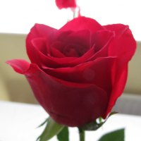 Valentine Rosebud