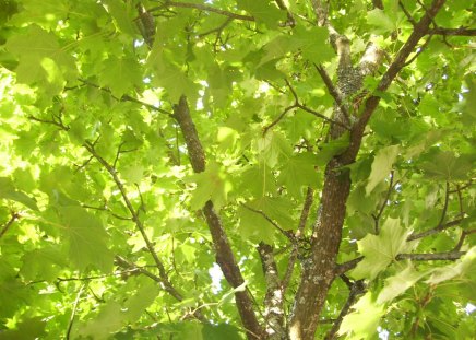 Green leaves - leaves, green, summer, tree