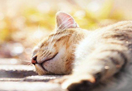 Cat - sleepy, cute, beautiful, cat, sleeping, kitty, cats, hat, cat face, paws, face, animals, pretty, beauty, sweet, kitten, lovely