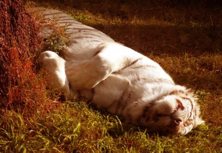 Tiger - sleepy, cute, beautiful, cat, sleeping, kitty, cats, hat, cat face, paws, face, tiger, animals, pretty, beauty, sweet, kitten, lovely