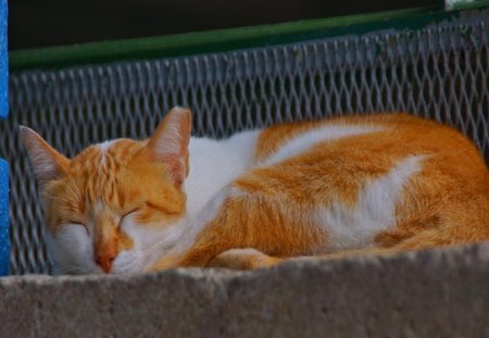 Cat - sleepy, cute, beautiful, cat, sleeping, kitty, cats, hat, cat face, paws, face, animals, pretty, beauty, sweet, kitten, lovely