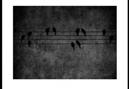 * - bird, black, birds, white