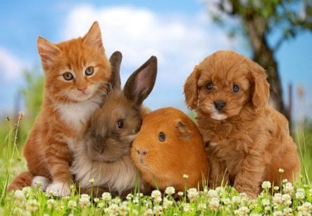 Cute friends - pretty, summer, dog, grass, meadow, spring, flowers, fluffy, kitten, puppy, friends, nice, sky, rabbit, guines pig, beautiful, lovely, freshness, bunny, sweet, tree, cat, cute, adorable, animals, kitty