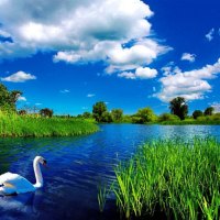 Swan in blue river