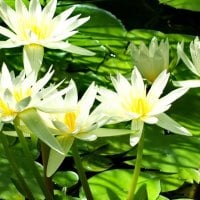 Water flowers