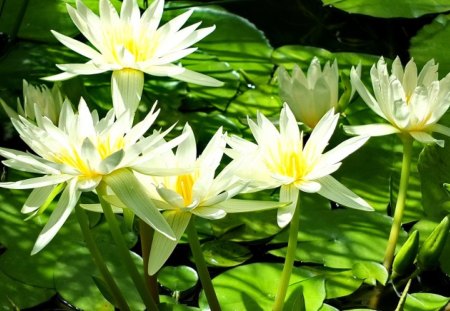 Water flowers - pretty, greenery, water, beautiful, flowers, fresh, pond, lilies, nice, lovely, nature, green