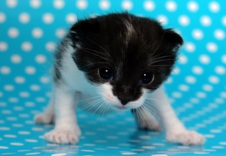 Mommy? Where are you? - black, white, blue, funny, kitten animal, cute, dot, cat