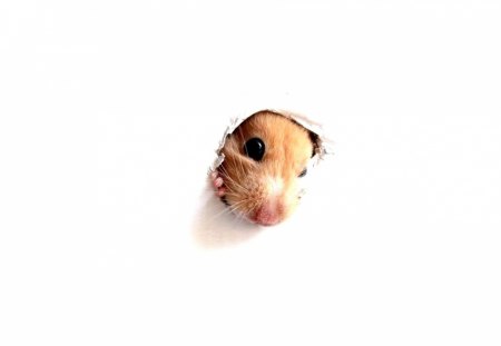 Curious hamster - hamster, funny, curious, ginger, white, brown, rodent, animal, cute