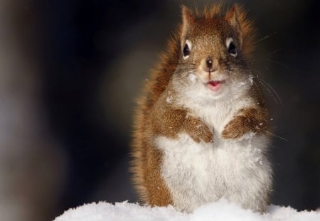 Happy squirrel - white, squirrel, snow, animal, winter, smile, cute, happy