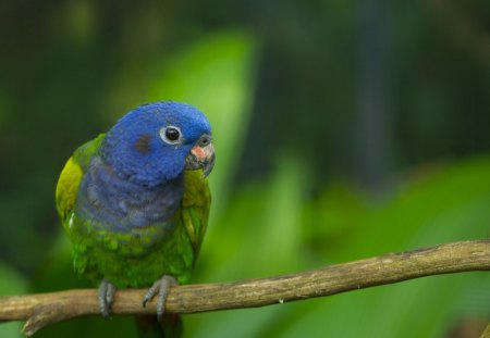 Parrot - nature, parrot, blue, green, cute, bird