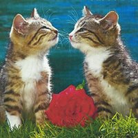 Two tabby kittens kissing with a rose