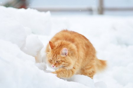 Cat - sleepy, cute, beautiful, cat, sleeping, kitty, cats, hat, cat face, paws, face, animals, pretty, beauty, sweet, kitten, lovely