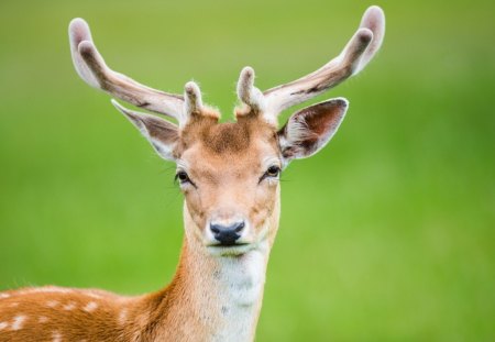 Deer - brown, animal, orange, young, deer, nature, ginger, green