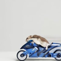 Hamster on motorcycle