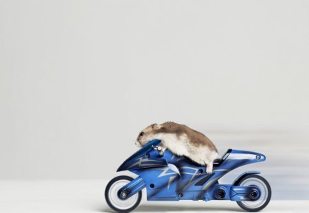 Hamster on motorcycle - white, fast, hamster, speed, blue, animal, funny, motorcycle