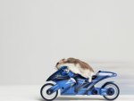 Hamster on motorcycle