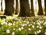 White Flowers