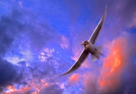 Soar - sky, pink, clouds, blue, gull, bird