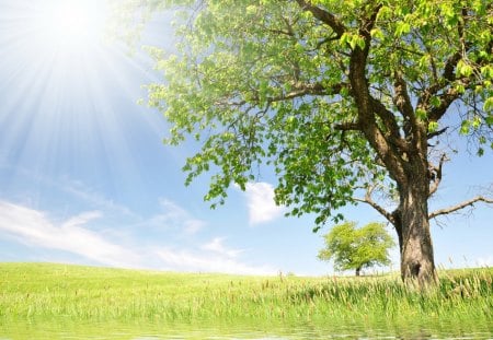 *** Spring is here *** - fields, nature, sky, trees, blue, greens, meadow