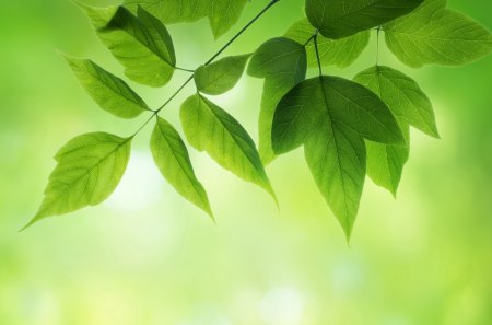 *** Green...*** - spring, nature, green, leaves