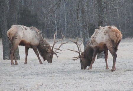 Grazing elk - elk, morning, ponca, buffalo river