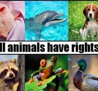 Animal rights