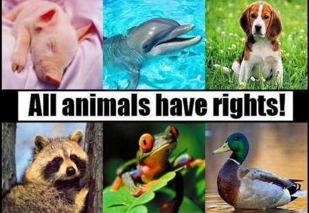 Animal rights - ocean, farm, wild, animals, rights, domestic, birds