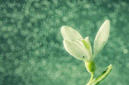 Spring - flowers, snowdrop, flower, nature