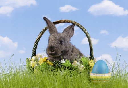 Easter Bunny - clouds, rabbit, easter bunny, easter egg, spring, grass, bunny, easter, flowers, basket, holiday, egg