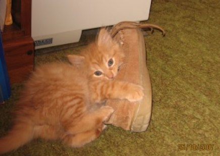 Cassie Munching On Daddy's Slipper - eating, slipper, kitten, Cassie