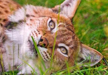 Lynx lying in grass - endangered, brave, beautiful, hardy