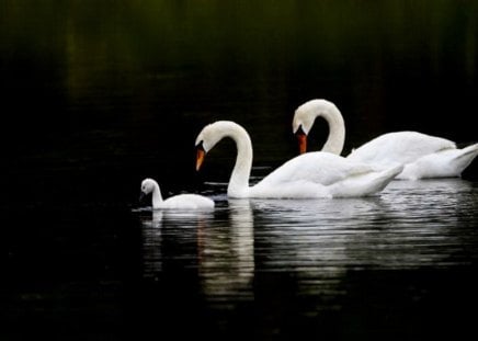 In the lagoon - pair, sygnet, swans, black