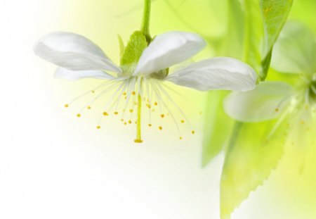 *** Apple Blossoms *** - apple, white, blossoms, flower, flowers, spring, nature