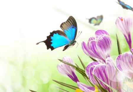 *** Spring flowers and butterflies *** - flower, butterflies, flowers, spring, nature