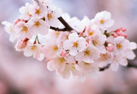 *** Cherry blossoms *** - wallpaper, cherry, spring, nature, blossoms, pink, flowers, cherry blossoms, new