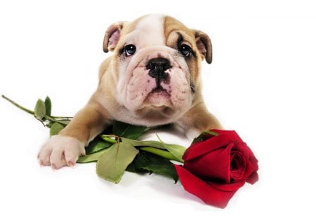 a rose for you - puppy, adorable, valentine, rose, pup, white, red, dog, animal, cute, flower