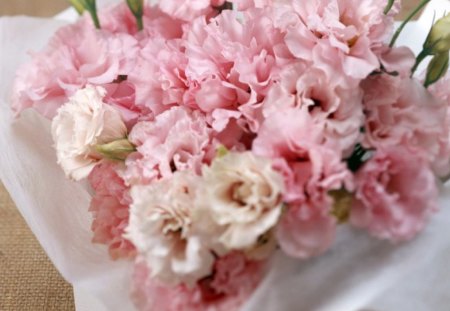 Pink flowers - pink, petals, flowers, bouquet, blooms