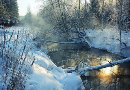 broken trees in river in winter - trees, reflection, river, sun, winter