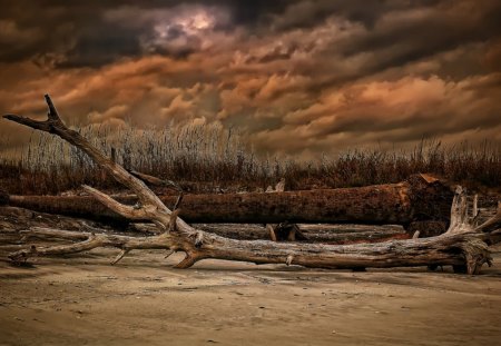 logs on a brown beach hdr - reeds, brown, clouds, beach, hdr, logs