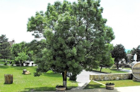 park - field, fun, trees, nature