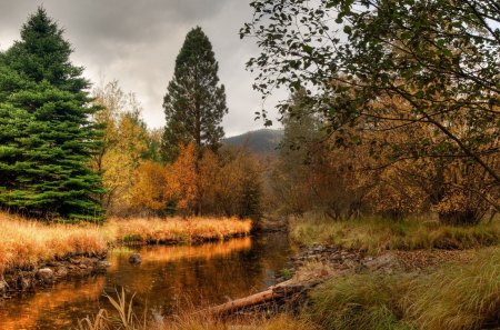 lovely rusty stream - stream, grass, logs, trees