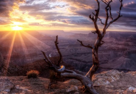 sunset over petrified tree above canyon hdr - clouds, sunset, petrified tree, hdr, canyon